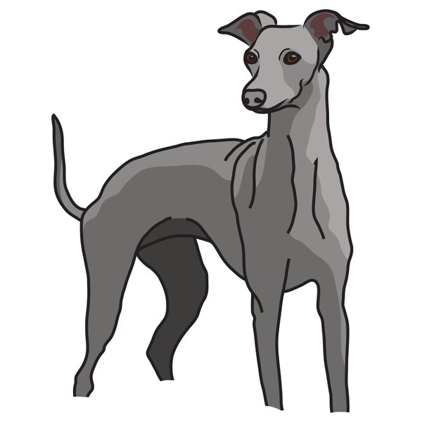 Signmission Italian Greyhound Dog Decal, Dog Lover Decor Vinyl Sticker D-12-Italian Greyhound - main